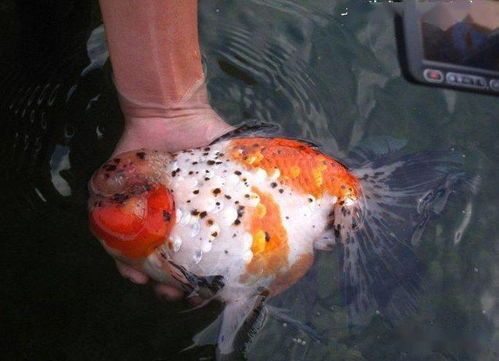 金鱼尾鳍溃烂急救指南,宠物健康必看!