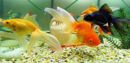 金鱼甩子困扰?鱼缸急救攻略!