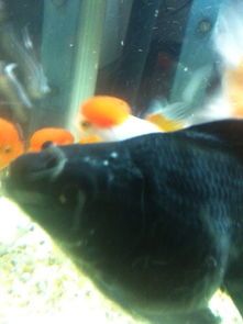 鱼身上出血了怎么办?如何处理才能避免感染?