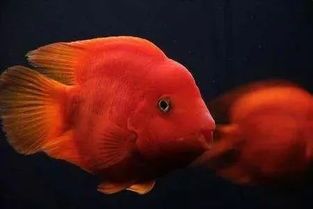 观赏鱼褪色急救攻略!