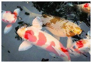 观赏鱼褪色急救攻略!