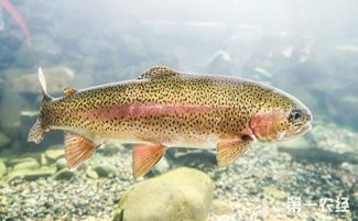 白蓝特短鲷常见病,鱼友必备急救指南