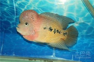 白蓝特短鲷常见病,鱼友必备急救指南