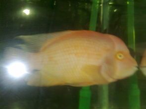 观赏鱼烂肉急救攻略,速学!