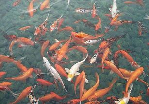 观赏鱼烂肉急救攻略,速学!