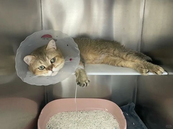 猫咪尿闭怎么办?3 步居家急救法 + 长期防复发指南