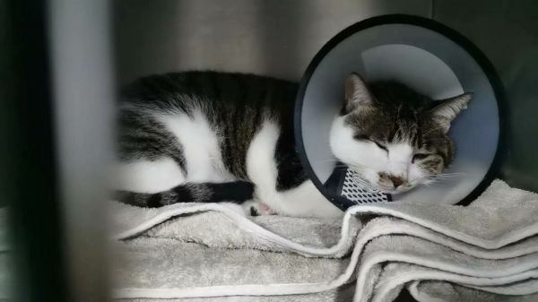 猫咪尿闭怎么办?3 步居家急救法 + 长期防复发指南