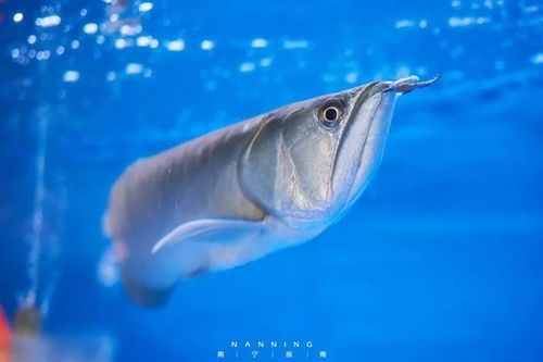 凤尾鱼烂尾急救指南:专业药物解救技巧大公开!