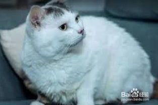 宠物猫怎么避暑好呢