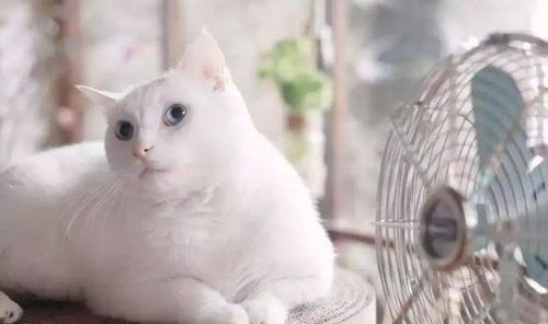 宠物猫怎么避暑