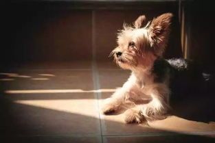 夏日狗不愿外出,宠物避暑妙招多