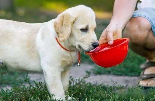 夏日狗不愿外出,宠物避暑妙招多