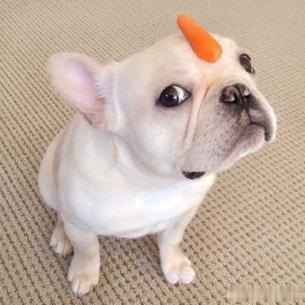 法斗耐寒不耐热,宠物需避暑。