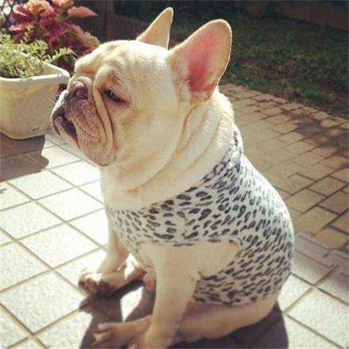 法斗耐寒不耐热,宠物需避暑。