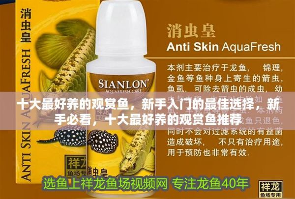 十大最好养的观赏鱼,新手入门的最佳选择,新手必看,十大最好养的观赏鱼推荐