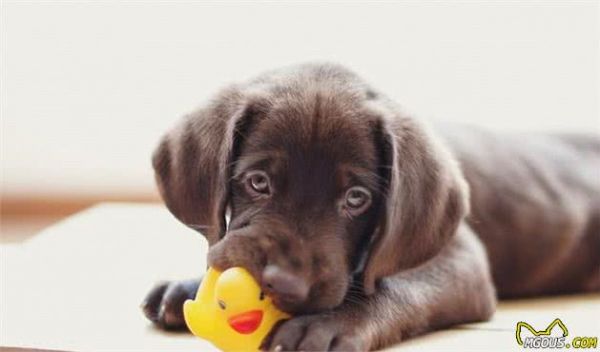 狗狗玩具没有我们想象中简单，挑错玩具可能给狗狗带来生命危险