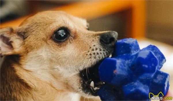 狗狗玩具没有我们想象中简单，挑错玩具可能给狗狗带来生命危险