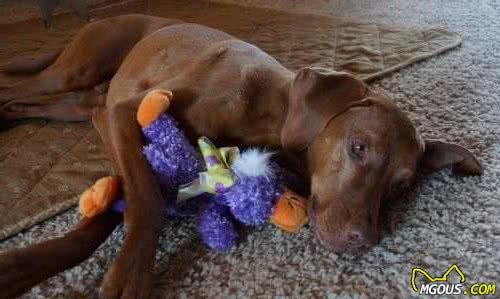 狗狗玩具没有我们想象中简单，挑错玩具可能给狗狗带来生命危险