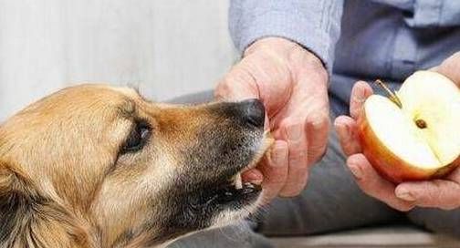 宠物狗怎么喂蔬菜水果的