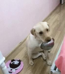 狗狗营养均衡，肉菜搭配绝不能少（以还只给狗狗吃肉？饭里多加这4种蔬菜，狗狗才会营养均衡）