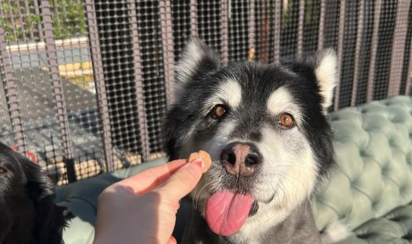 狗狗营养均衡，肉菜搭配绝不能少（以还只给狗狗吃肉？饭里多加这4种蔬菜，狗狗才会营养均衡）