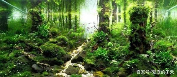 鱼缸造景类型众多,不同的风格不同的美,你喜欢哪一款