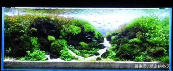 鱼缸造景类型众多,不同的风格不同的美,你喜欢哪一款