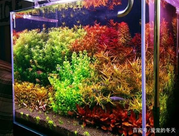 鱼缸造景类型众多,不同的风格不同的美,你喜欢哪一款