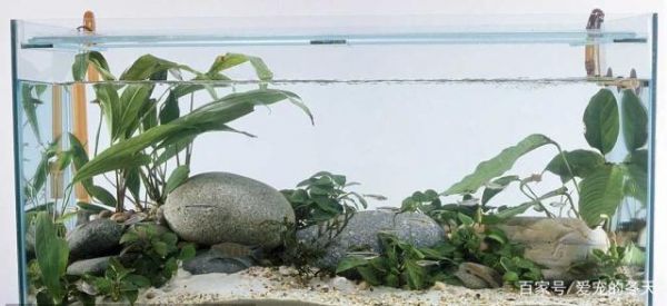 鱼缸造景类型众多,不同的风格不同的美,你喜欢哪一款