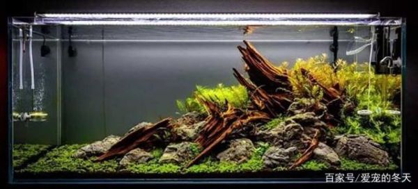 鱼缸造景类型众多,不同的风格不同的美,你喜欢哪一款
