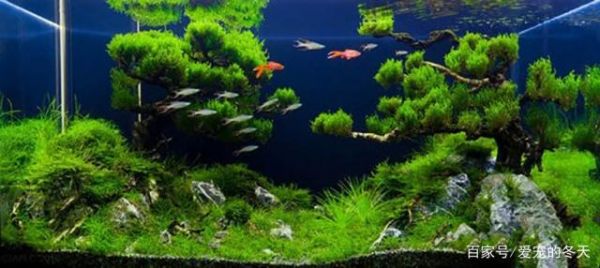 鱼缸造景类型众多,不同的风格不同的美,你喜欢哪一款