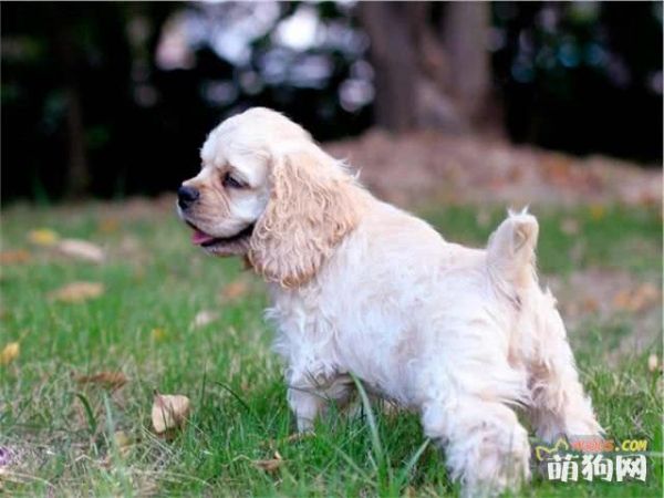 过分护食危险!温顺狗狗训练方法大公开
