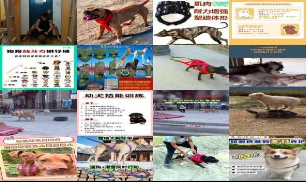 狗狗负重训练多少-第1张图片-漂亮宠物百科网