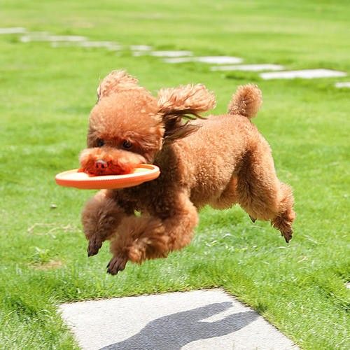 大港训犬 训狗 宠物犬伴侣犬行为习惯纠正 宠物训练