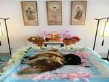 天津狗狗安葬 宠物殡葬 可协助宠主联系安乐服务