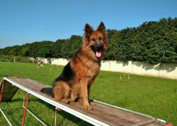 大港训犬 训狗 宠物犬伴侣犬行为习惯纠正 宠物训练