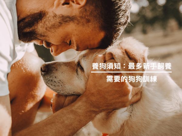 養狗須知:最多新手飼養需要的狗狗訓練