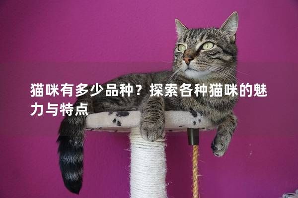 猫咪有多少品种?探索各种猫咪的魅力与特点