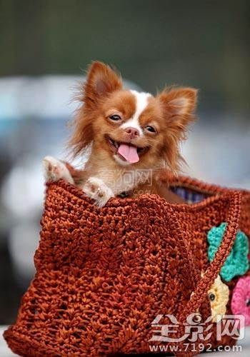 怎么给狗狗拍好的照片 时尚达人给狗狗摄影小技巧