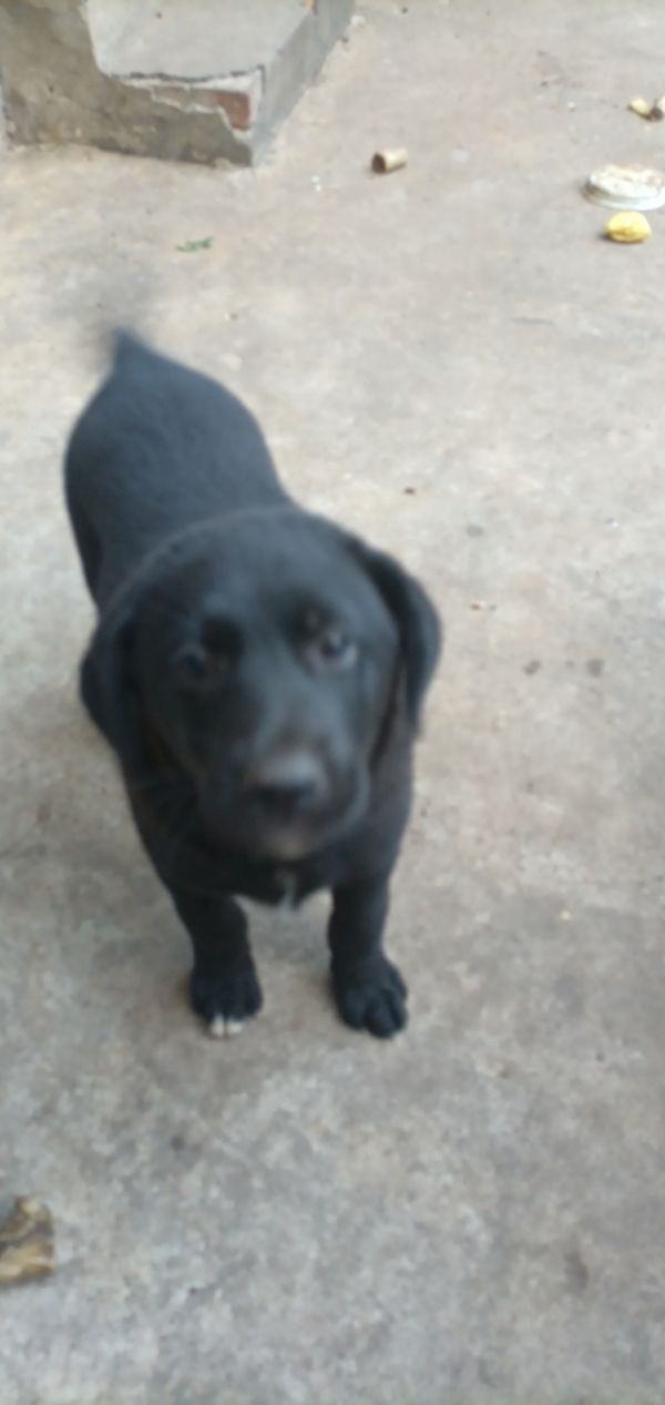 拉布拉多土狗杂交