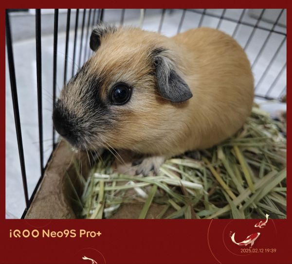 出售荷兰猪奶黄加州弟弟一只,已成年