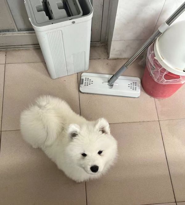 2月大熊版萨摩耶