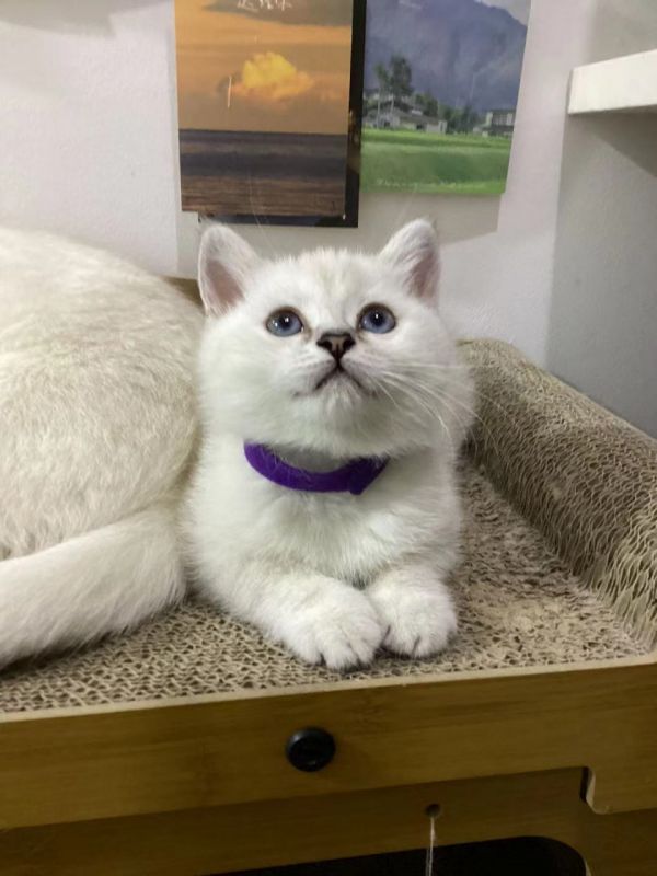 自家繁育的银点 银渐层