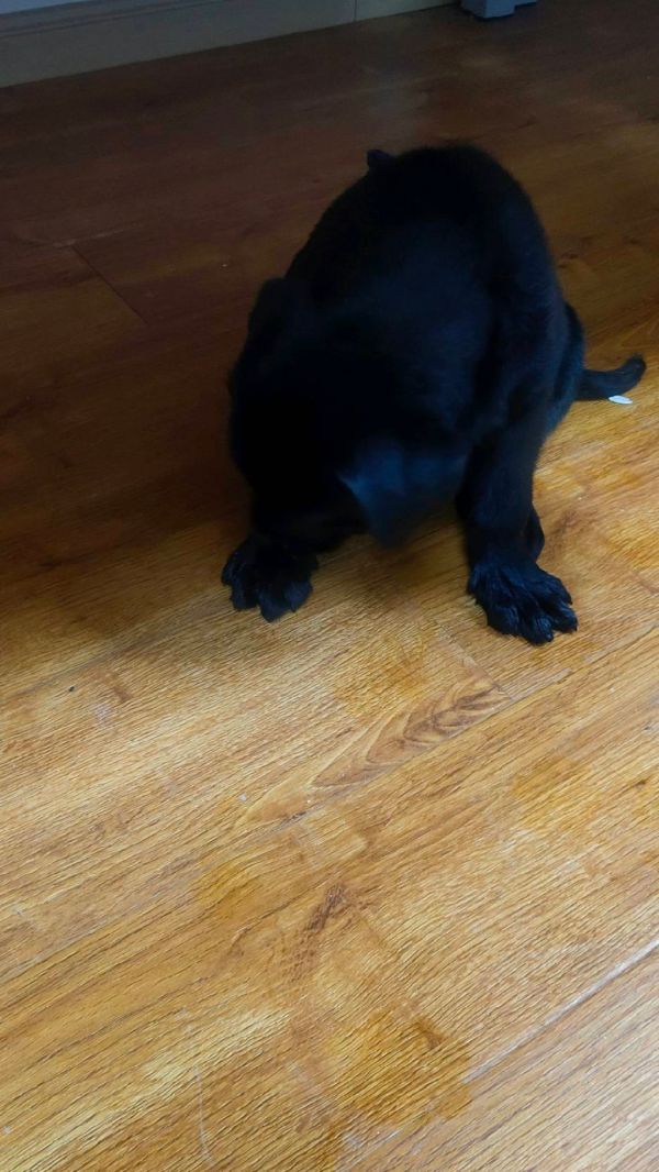 2个月大的拉布拉多犬出售