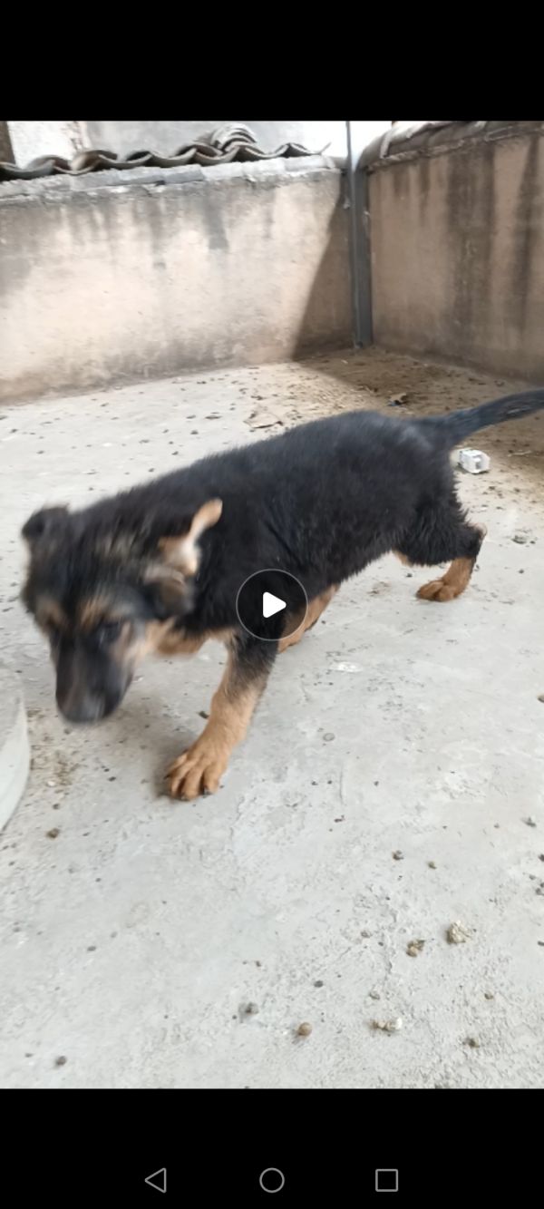 出一条3个月德牧小母,或者换一条小昆明犬