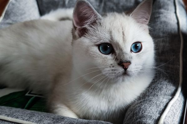 出售九个月银点母猫