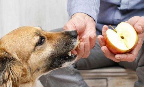 “产后狗狗恢复期,狗粮怎么选?”