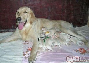 狗狗产后多久恢复身材?#宠物健康# #狗狗产后减肥#