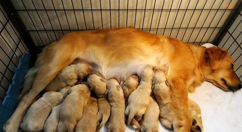 狗狗产后多久恢复身材?#宠物健康# #狗狗产后减肥#