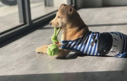 产后狗狗拒食怎么办?